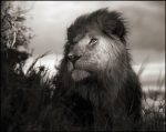 b_w_lion